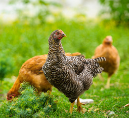 chicken