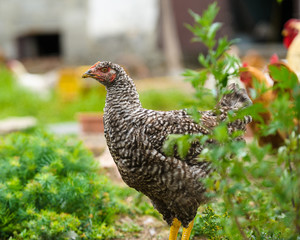chicken