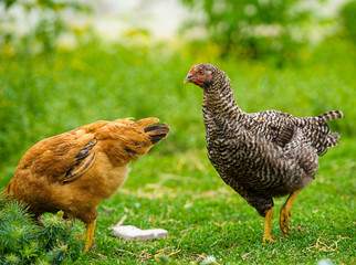 chicken