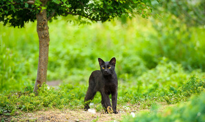 Fototapeta na wymiar black cat on green grass