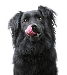 Portrait of dog licking it's face