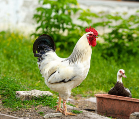 chicken