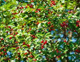 cherry berries on a branch