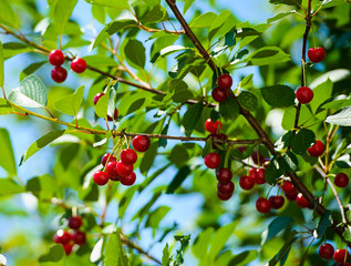 cherry berries on a branch