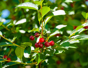 cherry berries on a branch