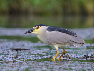 Black-crowned Night Heron