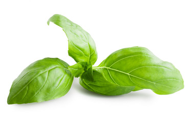 Basil leaf isolated