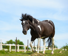 Fototapeta premium Horse in meadow. Summer day