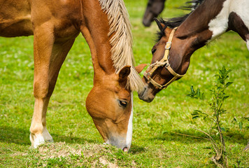 Naklejka premium Horse in meadow. Summer day