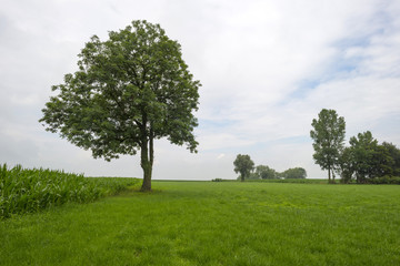 Fototapeta na wymiar Tree on a hill under dark clouds