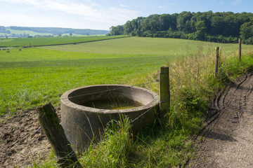 Water for cattle along a footpath in summer