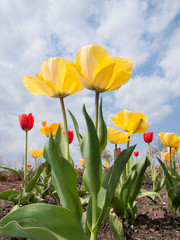 Blooming tulips