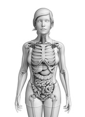 Digestive system of female anatomy