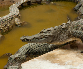 Crocodiles