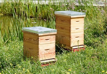 deux ruches dans un pré