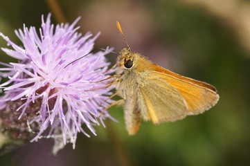 Small Skipper, Thymelicus sylvestris
