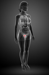 Female uterus anatomy