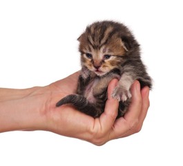 Little kitten