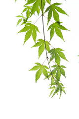 Naklejka premium Autumn maple leaf