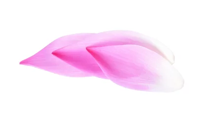 Photo sur Plexiglas fleur de lotus A petal lotus isolated white