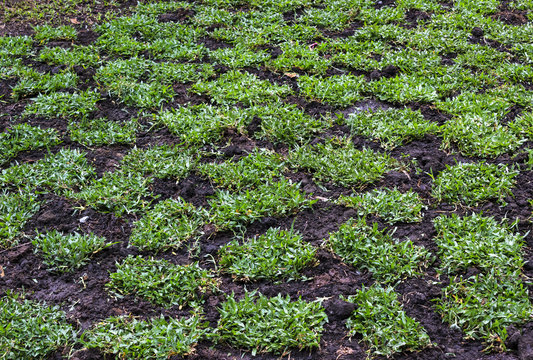 Tropical Carpet Grass On The Ground