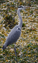Grey heron