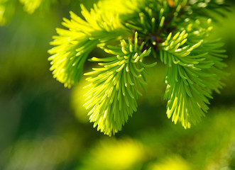 Young pine tree branch