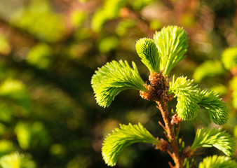 Young pine tree branch
