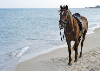 Horse on beach