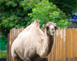 camel