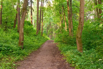 Fototapeta na wymiar pedestrian path leads into the woods