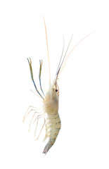 Shrimp isolated on white background