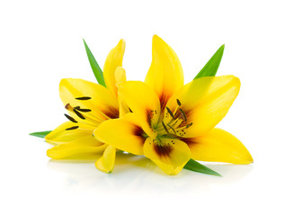 Two yellow lily