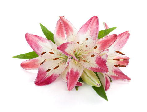 Three pink lily