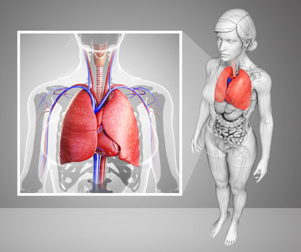 Female lungs anatomy