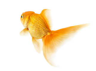 Goldfish, isolated on white