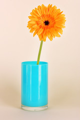 Beautiful Gerber flower on light background