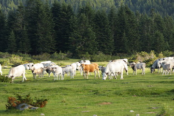 Troupeau de vaches gasconnes,Pyrénées