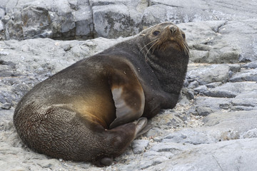 male Antarctic fur seal that rests on the rocks