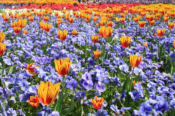tulpen