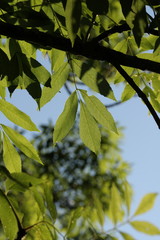 Frêne élevé (fraxinus excelsior)