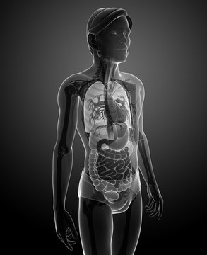 Xray digestive system of male body artwork