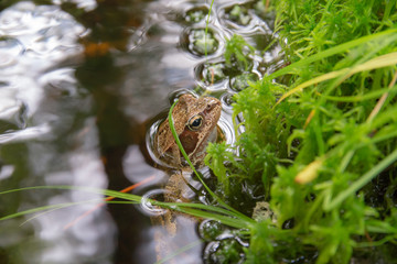 toad sitting in a stream