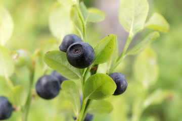 blueberries close up