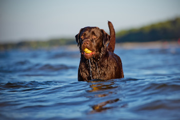brown labrador retriever dog in water