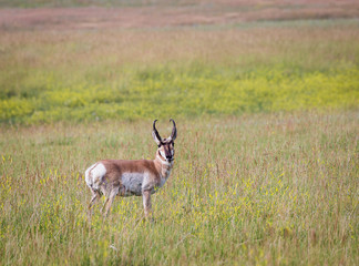 Antelope Buck