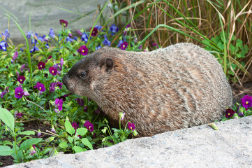 Big marmot sniffing flowers