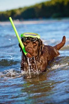 labrador dog in snorkel gear