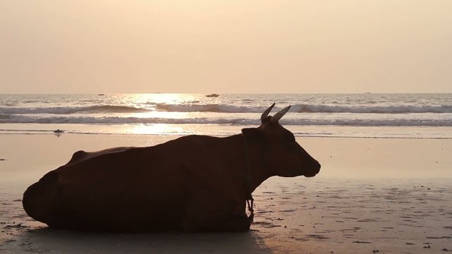 Cow on the beach