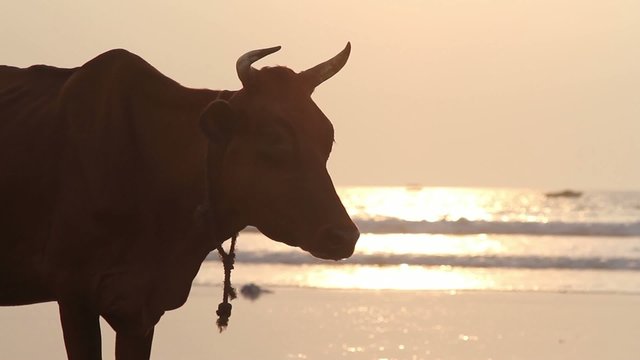 Cow on the beach